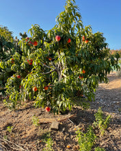 Load image into Gallery viewer, Peach Tree Eau de Parfum